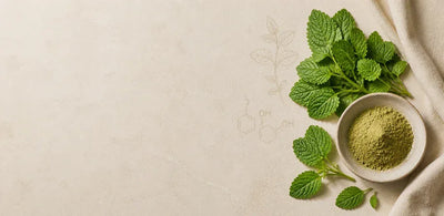 Lemon Balm Leaf Extract: 400mg